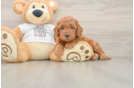 Popular Mini Goldendoodle Poodle Mix Pup