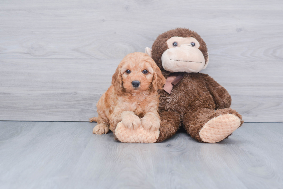 Hypoallergenic Golden Retriever Poodle Mix Puppy