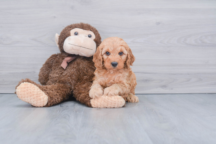 Happy Mini Goldendoodle Baby