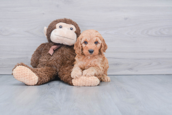 Happy Mini Goldendoodle Baby