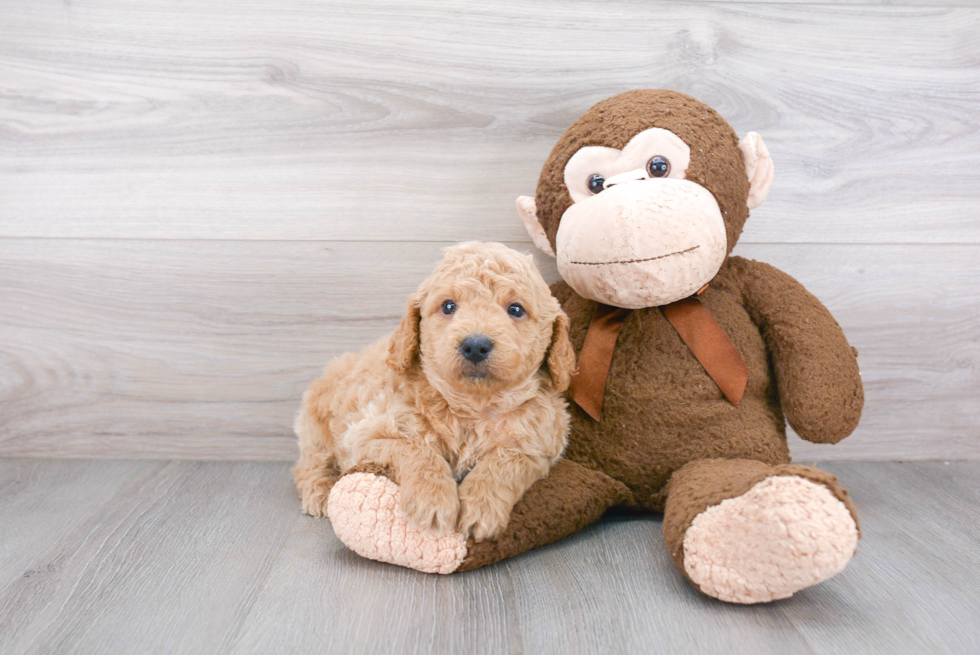 Mini Goldendoodle Puppy for Adoption