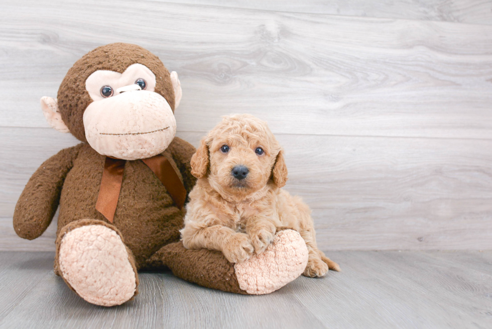 Best Mini Goldendoodle Baby