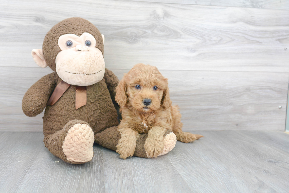 Adorable Golden Retriever Poodle Mix Puppy