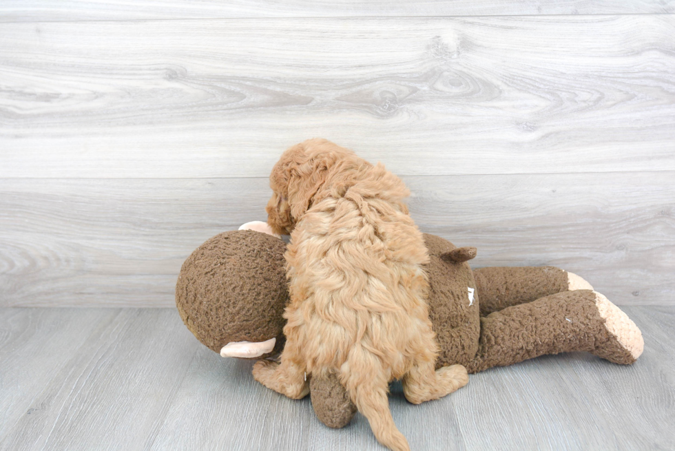 Best Mini Goldendoodle Baby