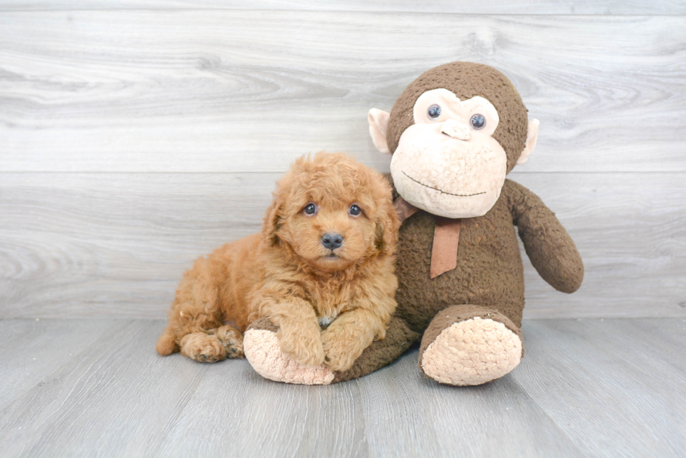 Mini Goldendoodle Puppy for Adoption