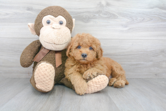 Playful Golden Retriever Poodle Mix Puppy