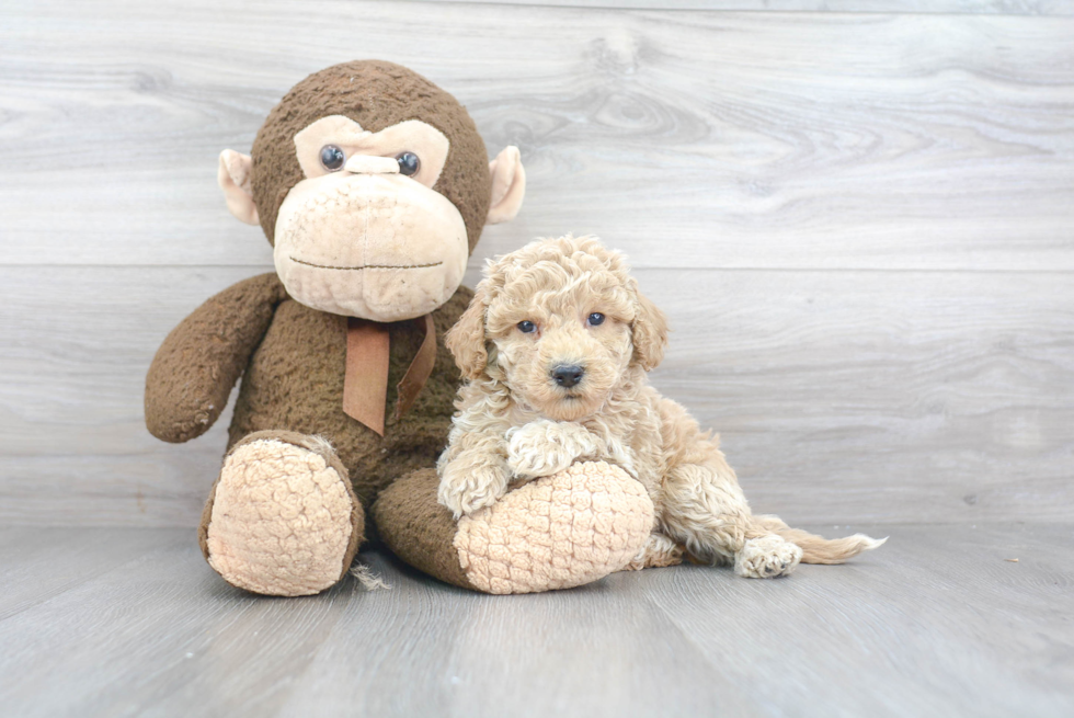 Best Mini Goldendoodle Baby