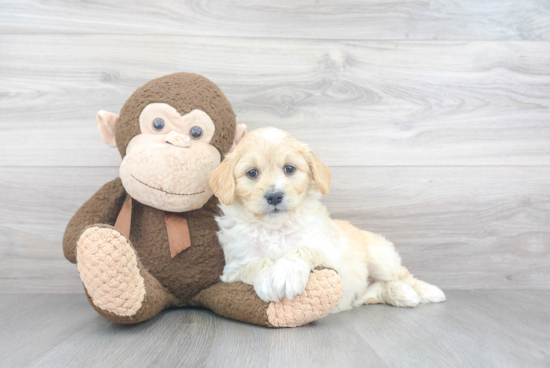 Mini Goldendoodle Pup Being Cute