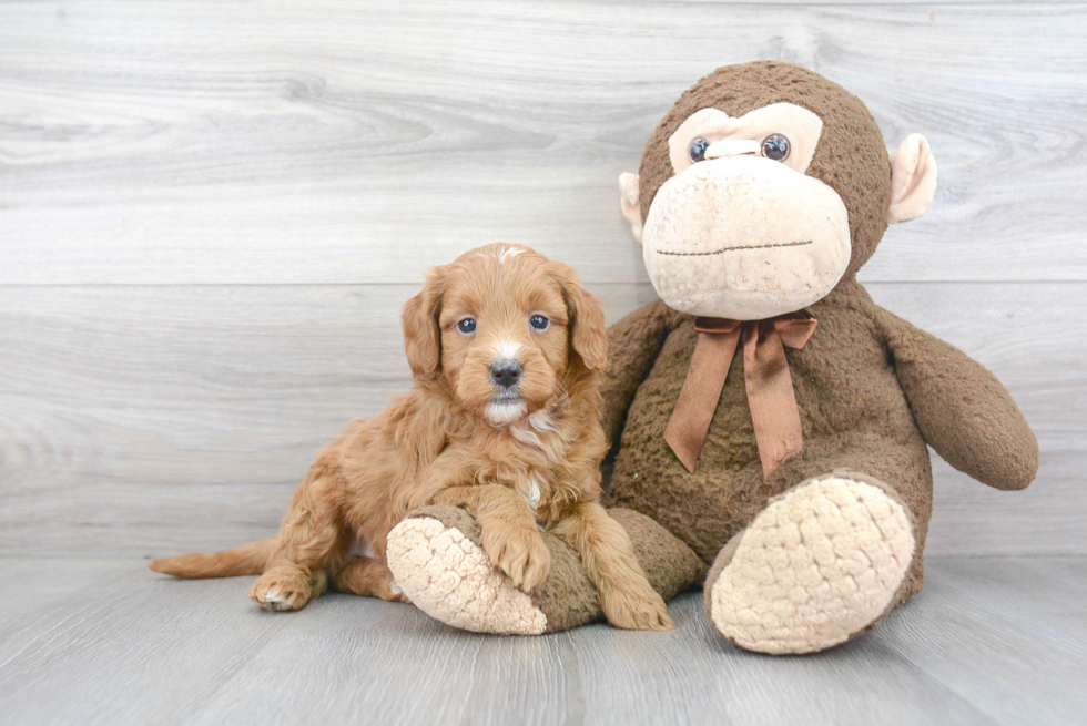 Energetic Golden Retriever Poodle Mix Puppy