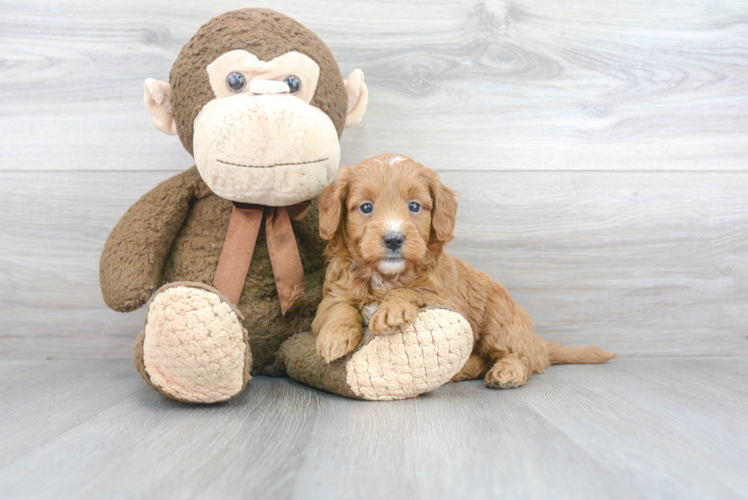 Mini Goldendoodle Pup Being Cute