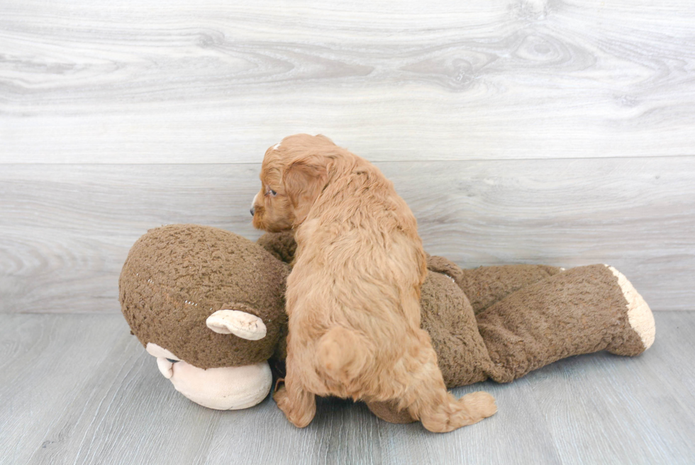 Friendly Mini Goldendoodle Baby