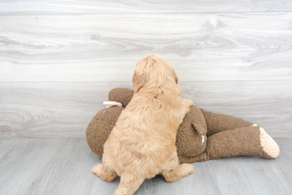 Small Mini Goldendoodle Baby