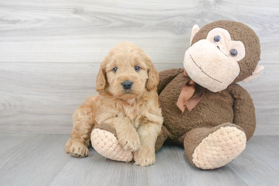 Smart Mini Goldendoodle Poodle Mix Pup