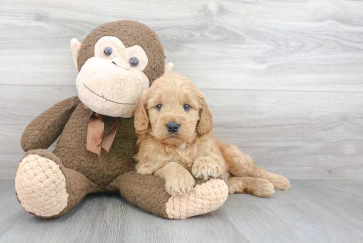 Best Mini Goldendoodle Baby