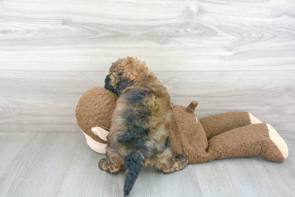 Playful Golden Retriever Poodle Mix Puppy