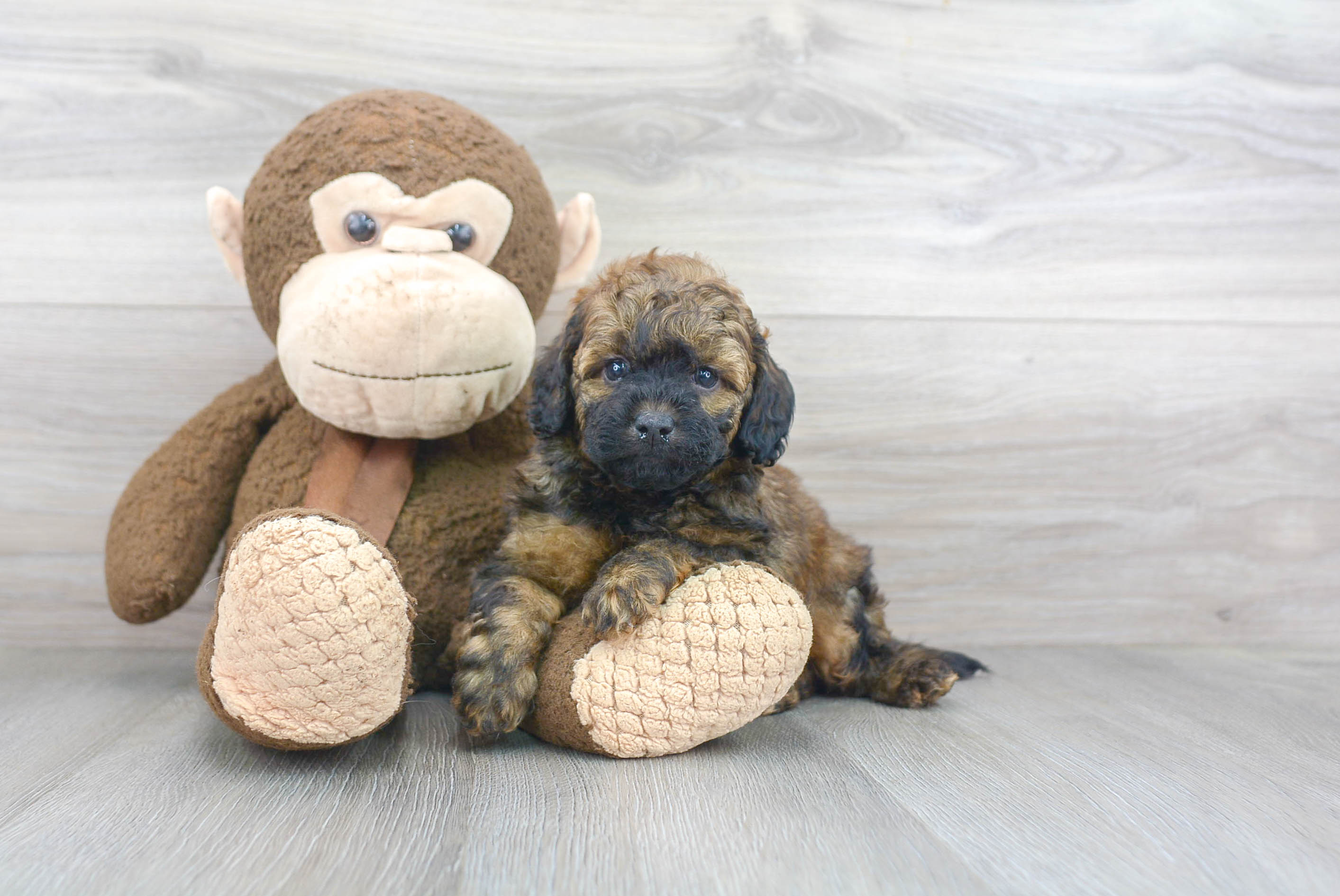 Mini Goldendoodle Pup Being Cute