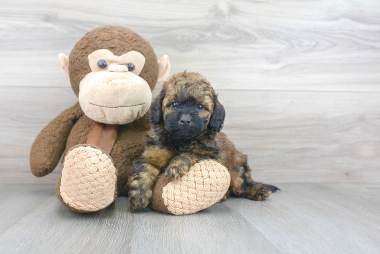 Mini Goldendoodle Pup Being Cute