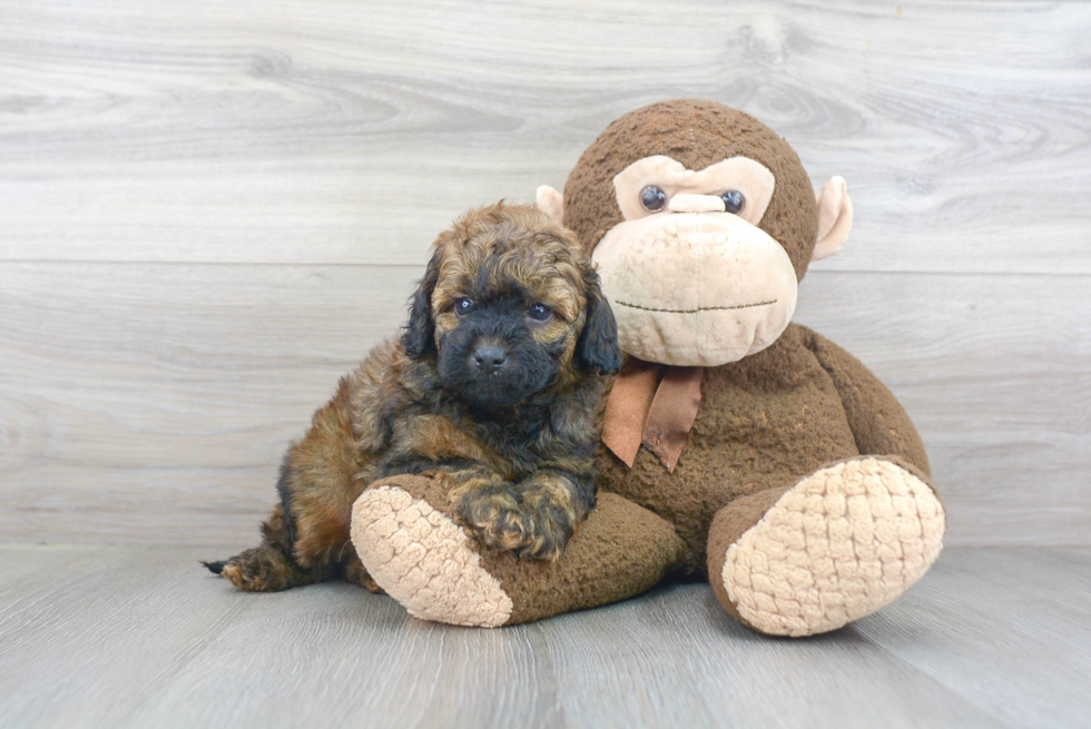 Friendly Mini Goldendoodle Baby