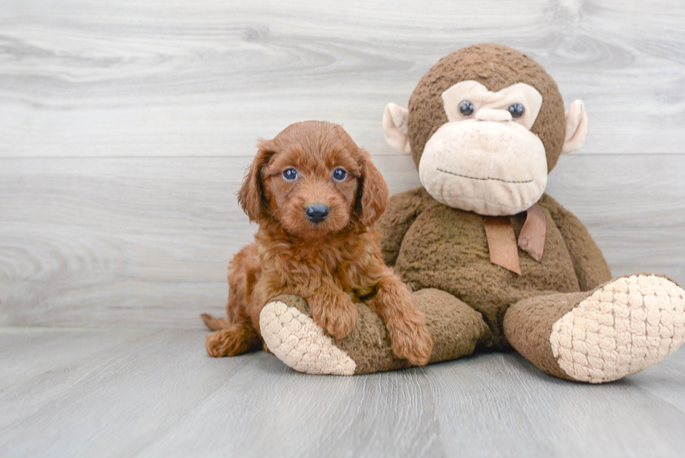 Funny Mini Goldendoodle Poodle Mix Pup