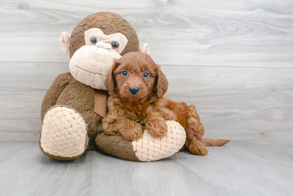 Best Mini Goldendoodle Baby