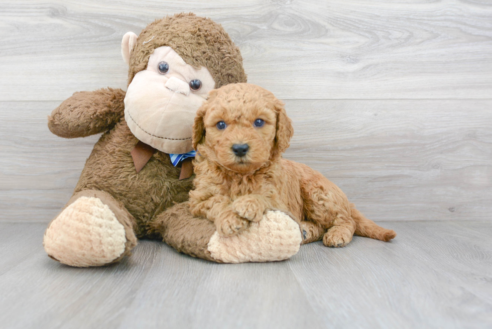 Popular Mini Goldendoodle Poodle Mix Pup