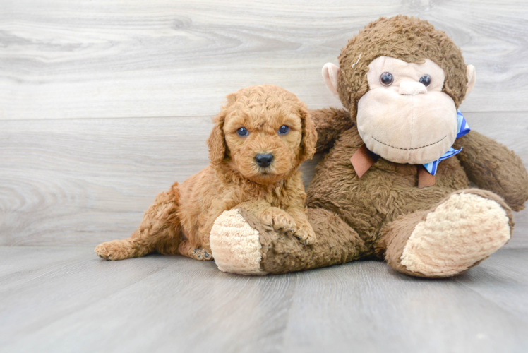 Smart Mini Goldendoodle Poodle Mix Pup