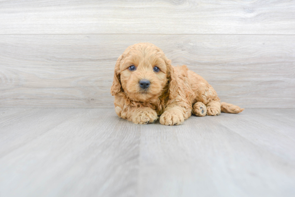 Best Mini Goldendoodle Baby