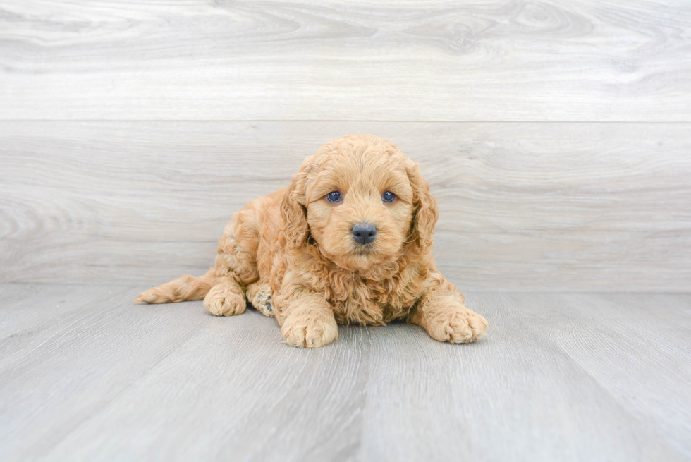 Best Mini Goldendoodle Baby