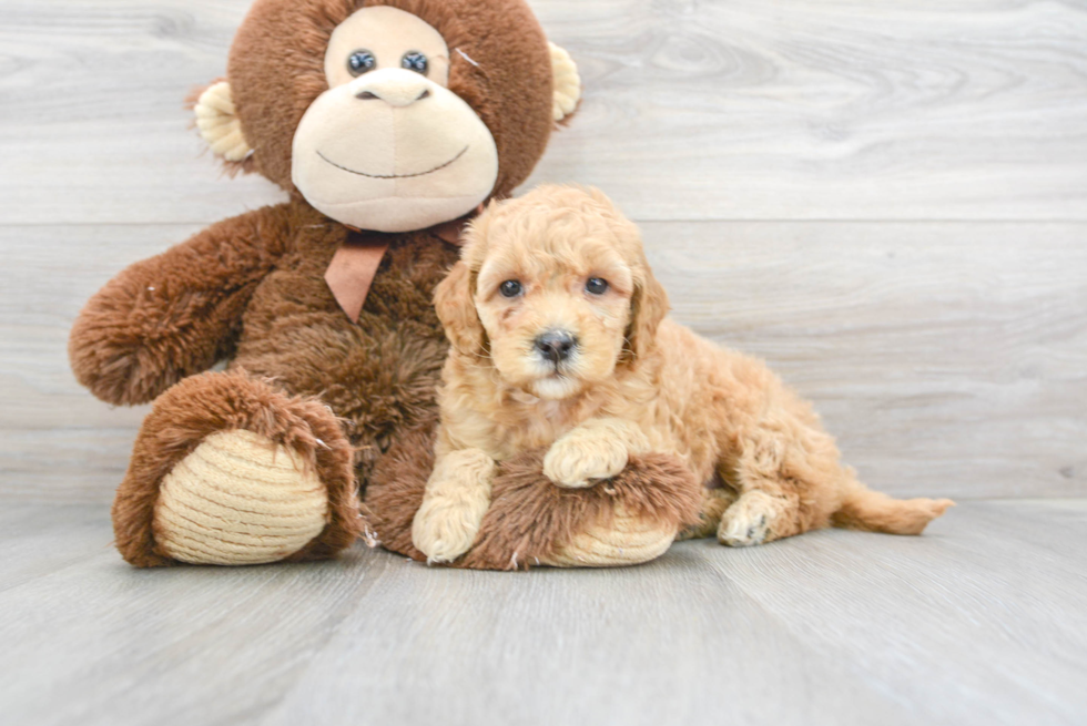 Little Golden Retriever Poodle Mix Puppy