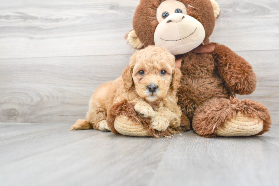 Hypoallergenic Golden Retriever Poodle Mix Puppy