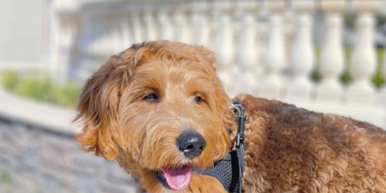Mini Goldendoodle Grooming Guide 