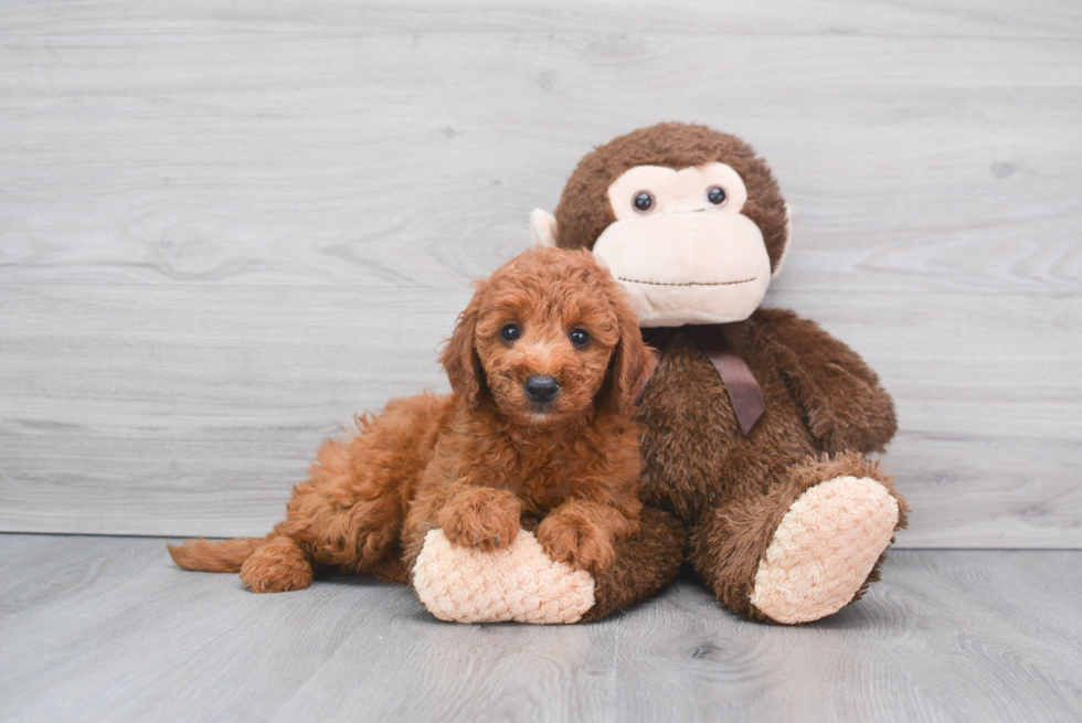 Funny Mini Goldendoodle Poodle Mix Pup