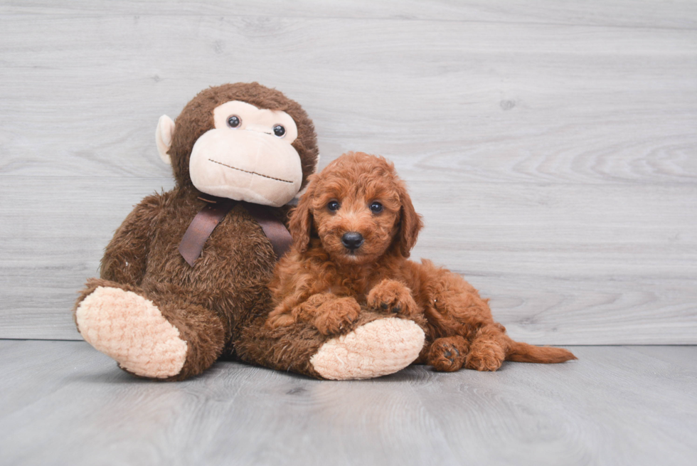 Adorable Golden Retriever Poodle Mix Puppy