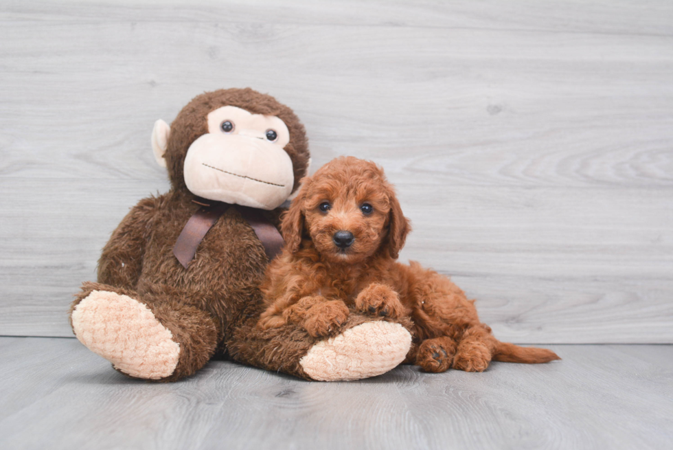 Energetic Golden Retriever Poodle Mix Puppy