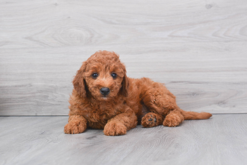 Happy Mini Goldendoodle Baby