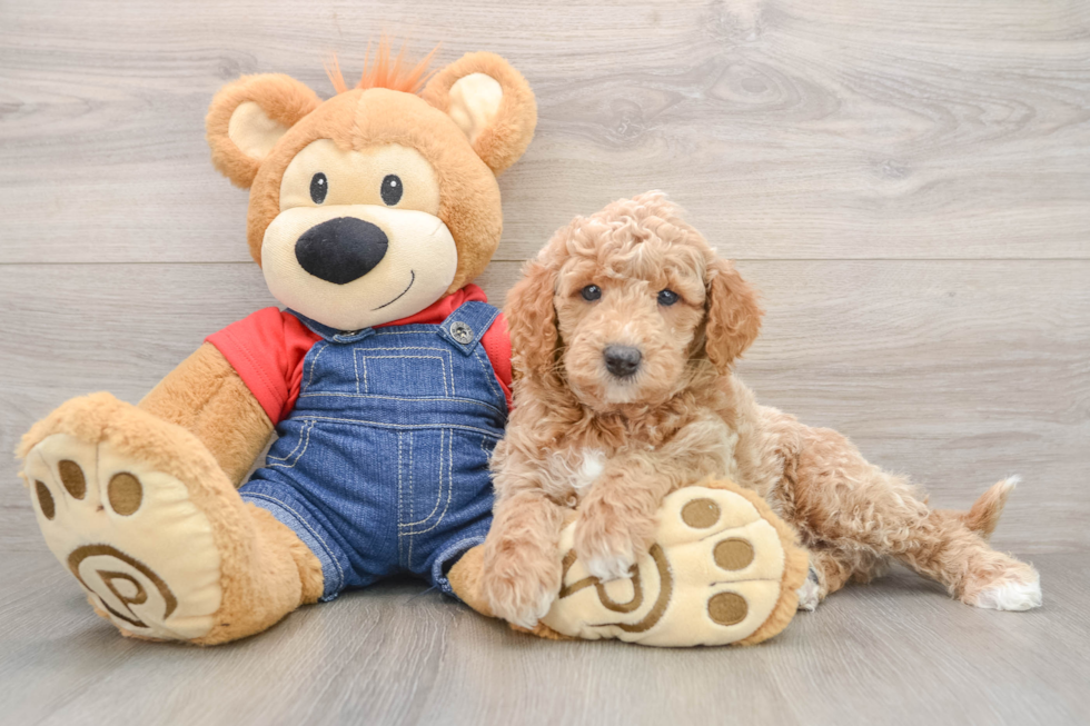 Adorable Golden Retriever Poodle Mix Poodle Mix Puppy