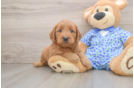 Best Mini Goldendoodle Baby