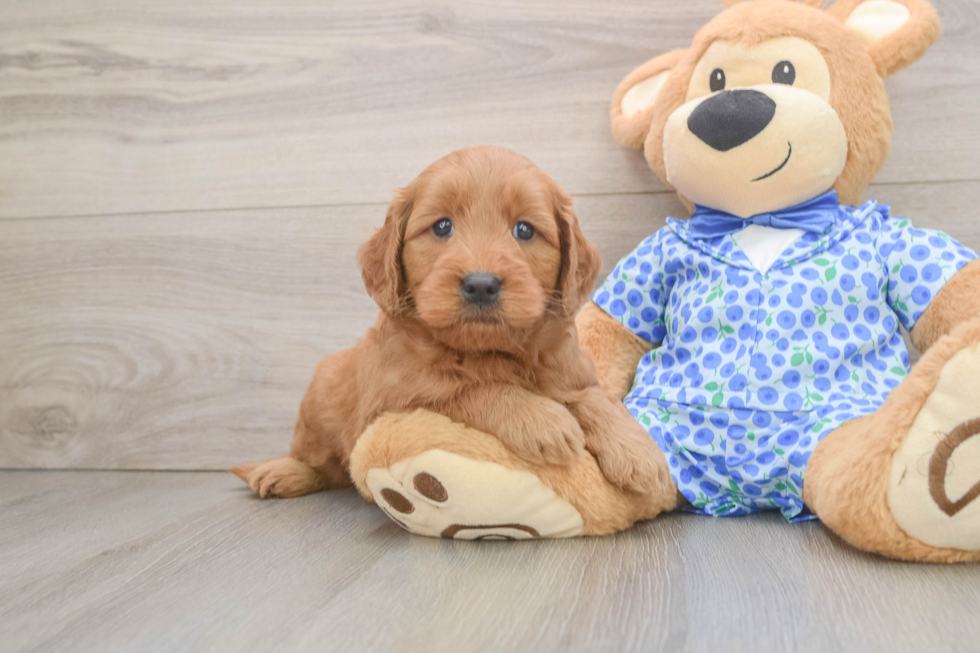 Best Mini Goldendoodle Baby