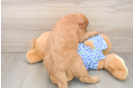 Mini Goldendoodle Puppy for Adoption