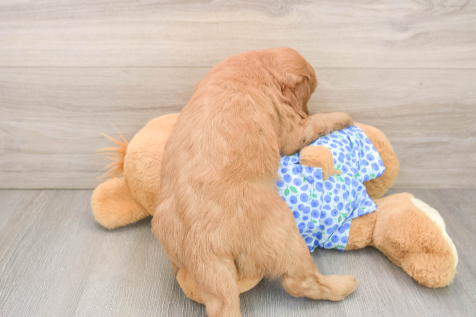 Mini Goldendoodle Puppy for Adoption