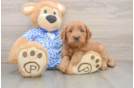 Fluffy Mini Goldendoodle Poodle Mix Pup