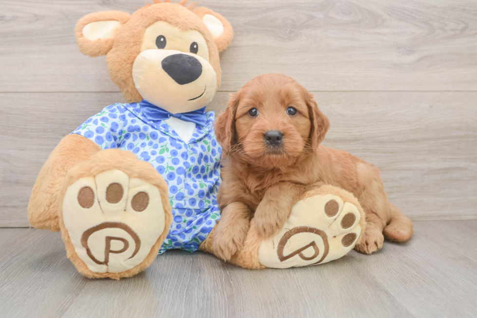 Fluffy Mini Goldendoodle Poodle Mix Pup