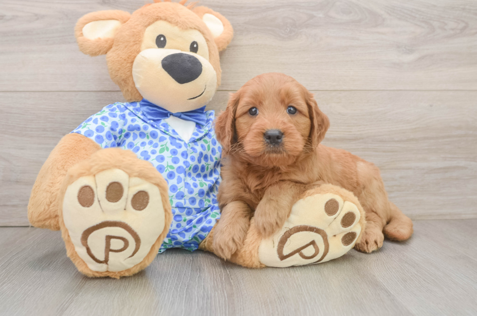 6 week old Mini Goldendoodle Puppy For Sale - Premier Pups