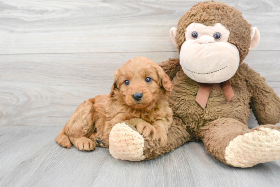 Little Golden Retriever Poodle Mix Puppy