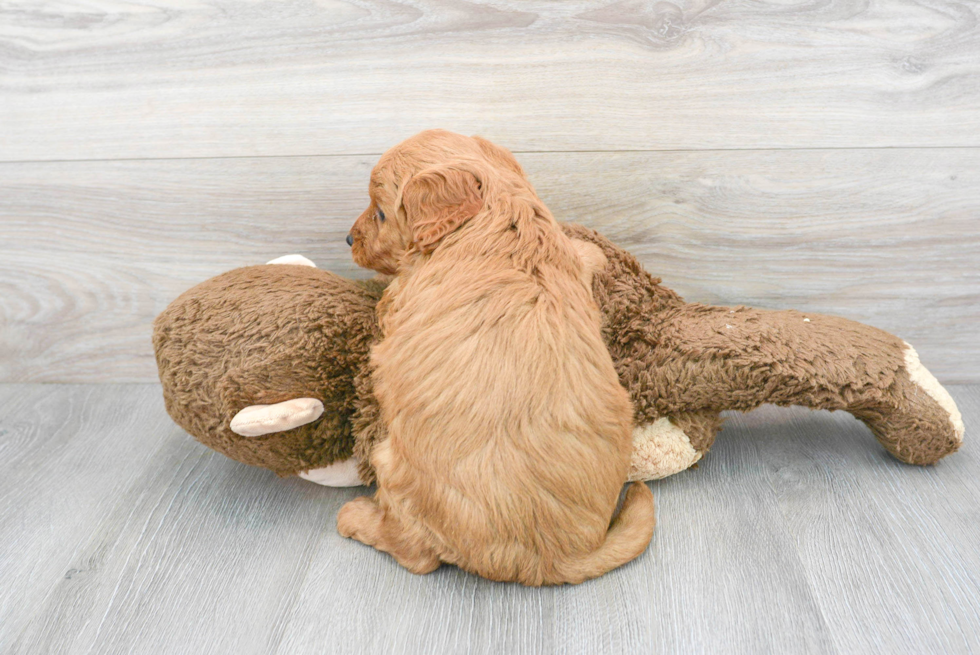 Small Mini Goldendoodle Baby