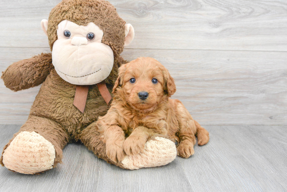 Best Mini Goldendoodle Baby