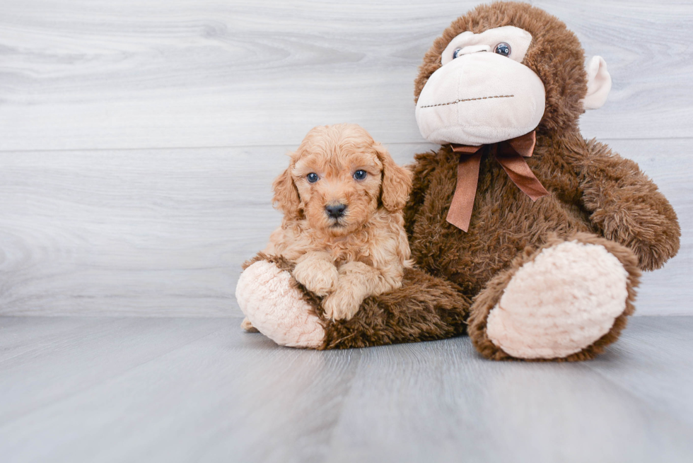 Smart Mini Goldendoodle Poodle Mix Pup