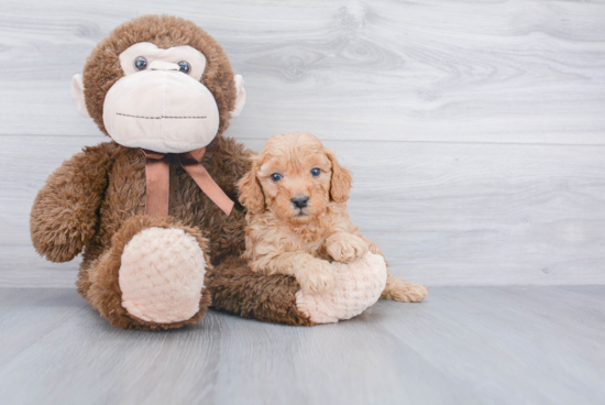 Mini Goldendoodle Puppy for Adoption