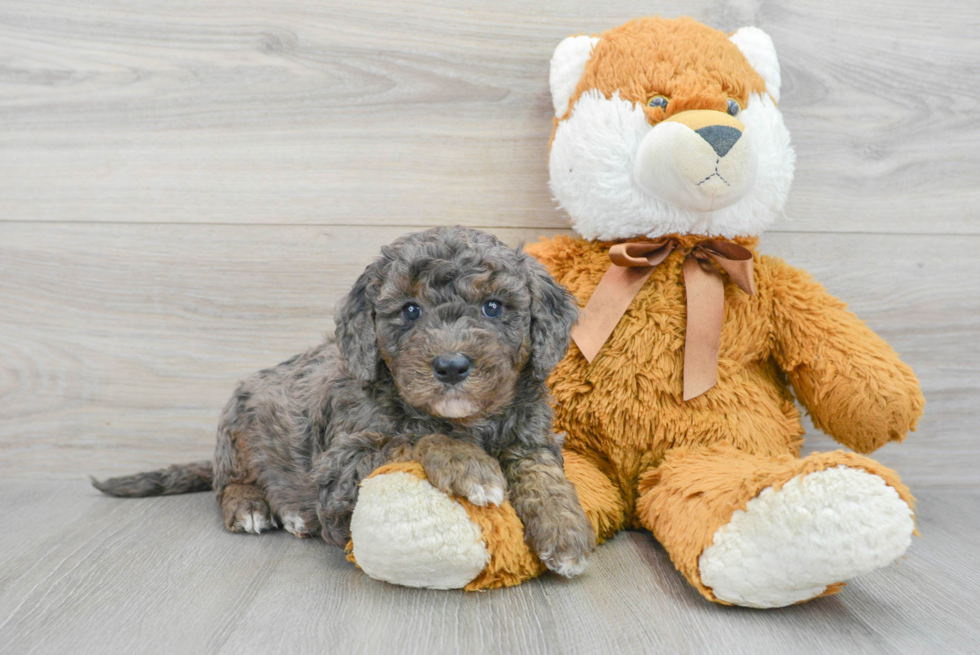 Playful Golden Retriever Poodle Mix Puppy