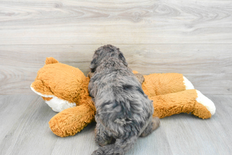 Mini Goldendoodle Puppy for Adoption